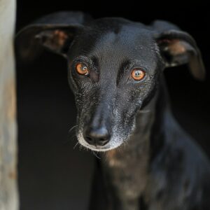 El Refugio, perro, dog, adopción, adoption, donar, donate