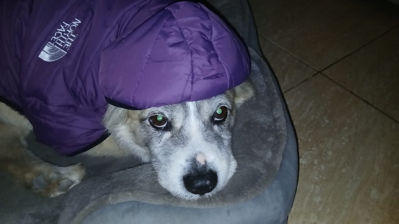 perro adopción adoptar donación donar