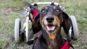 El Refugio, perro, dog, adopción, adoption, donar, donate