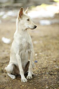 El Refugio, perro, dog, adopción, adoption, donar, donate