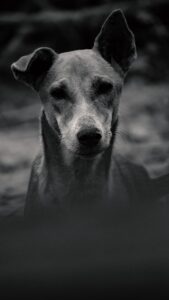 El Refugio, perro, dog, adopción, adoption, donar, donate