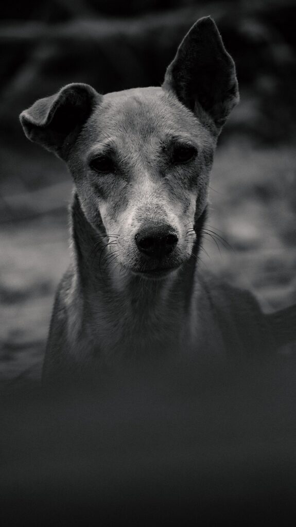 perro_cara_9 adopta